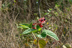 Clerodendrum viscosum